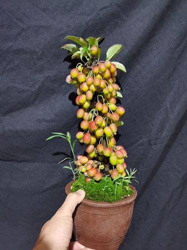 日本姬苹果姬美好盆景嫁接苗原生苗南北方都可以种植办公桌