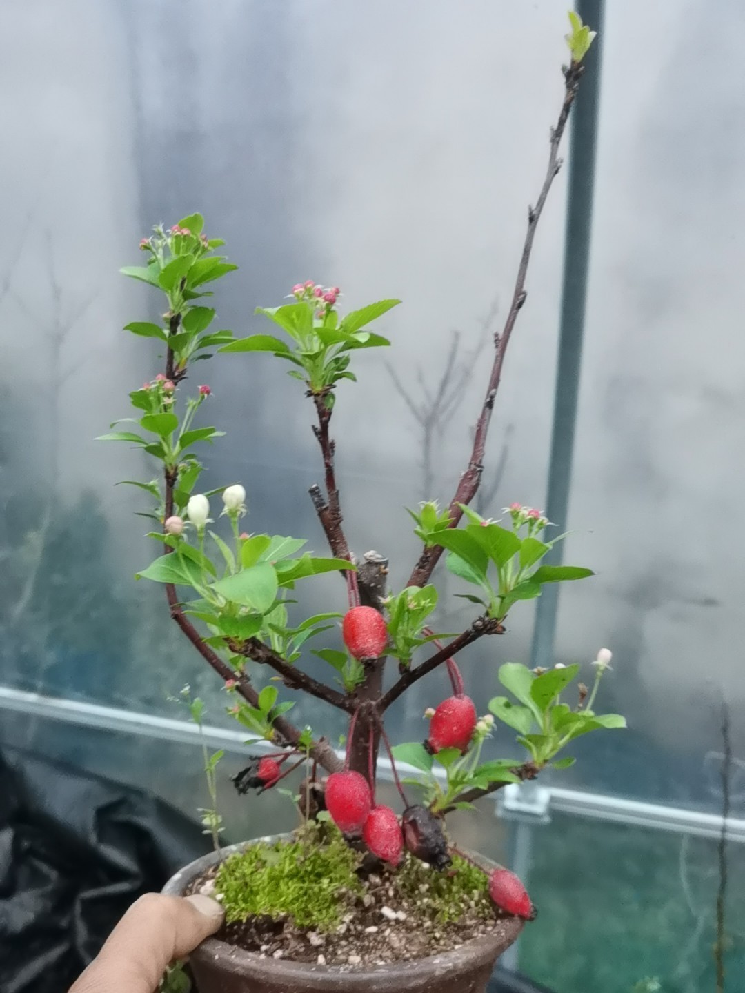 小崔盆景园一物一拍姬苹果姬美好姬蔷薇姬月季