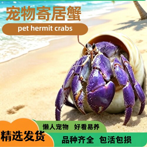 宠物寄居蟹 豆丁活体陆生寄居蟹新手套装饲养盒桌面萌宠儿童礼物 - 封面