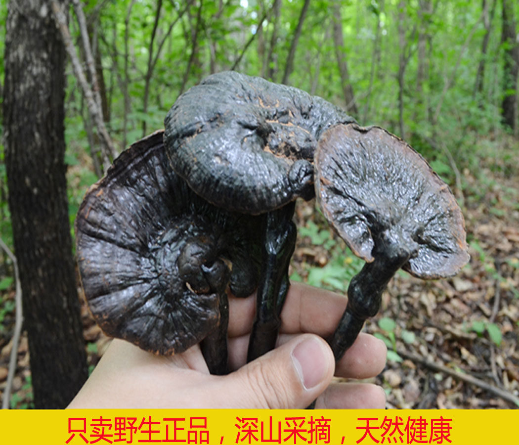 福建武平灵芝 深山采摘 纯天然 正宗野生灵芝 整枝正品 500g包邮