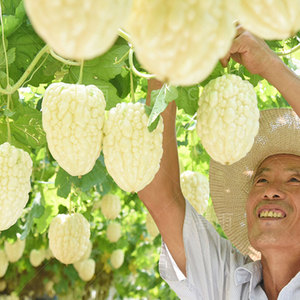台湾苹果苦瓜种孑籽苗特大瓜种白水果四季春季菜种农家蔬菜种子孑