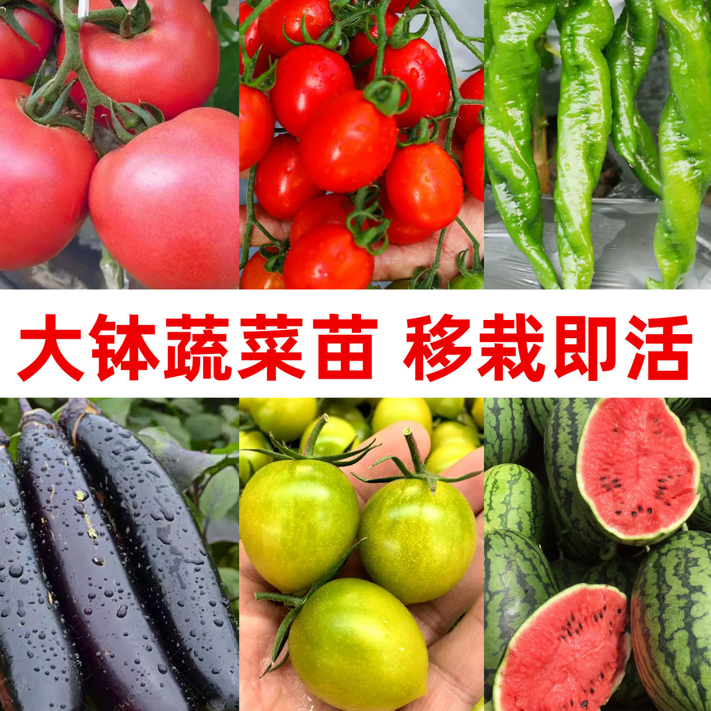大钵蔬菜苗番茄辣椒茄子西瓜种子大钵苗移栽即活家庭园艺