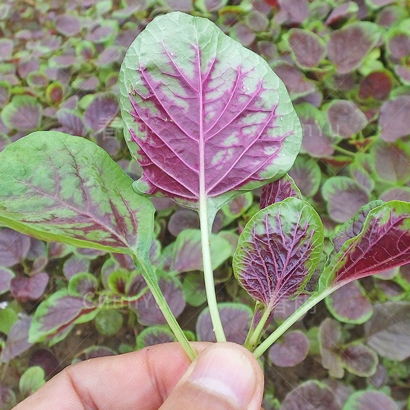 苋菜种籽红农家夏季蔬菜种子