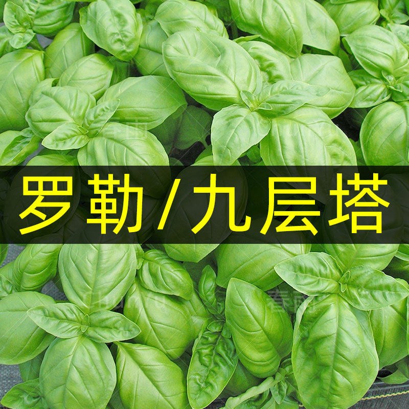 甜罗勒种籽苗九层塔食用阳台农家