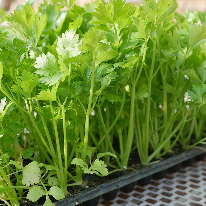 沙拉水果芹菜种子小香芹菜种籽籽种苗秧蔬菜孑苗根根苗幼苗菜籽-封面