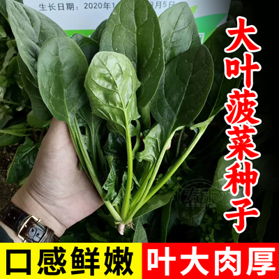 大叶菠菜种子高产耐热耐寒四季播种植盆栽农家蔬菜种四季蔬菜种籽