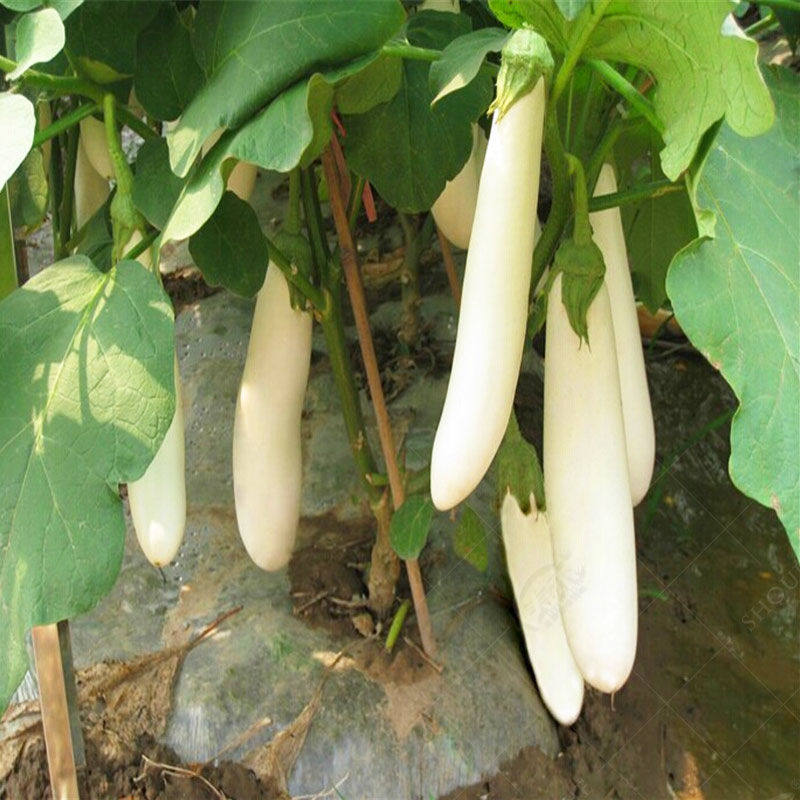 白色茄子种子种籽苗菜苗幼苗南方孑蔬菜长茄四季秧盆栽秧白圆茄苗