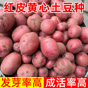 红皮黄心土豆种子高产马铃薯种子黄皮黄心土豆种子适合新手小白