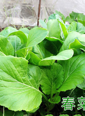种子四季耐寒耐热盆栽小白菜