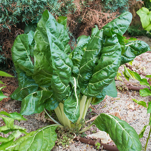 牛皮菜种子厚皮根达种籽莙荙菜重庆菜籽种孑菜籽青菜四季君达菜种