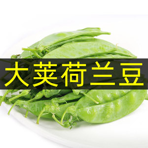 农家甜脆豌豆四季种籽