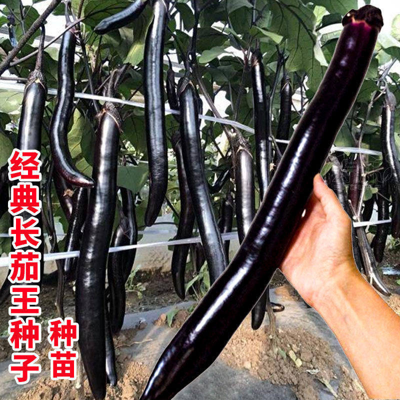 日本经典长茄茄子种子种籽苗秧黑紫色特长超长特大蔬菜四季孑秧苗