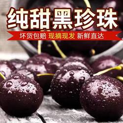天水套袋大樱桃黑珍珠新鲜采摘新鲜水果露天山地黑车厘子产地直发