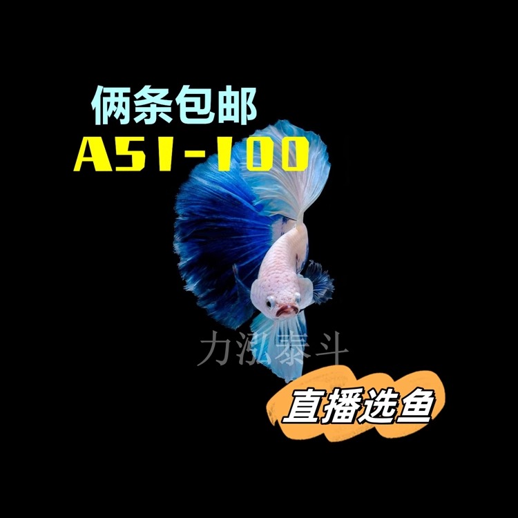 A51-A100泰国斗鱼活鱼淡水鱼将军婚纱半月热带小型小鱼力泓泰斗