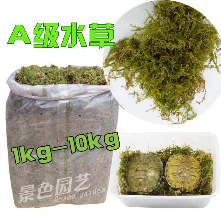 水苔种多肉价格 水苔种多肉图片 星期三