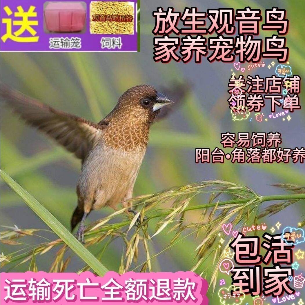 放真鸟观音鸟白腰鸟观赏鸟斑纹鸟师傅代弟子放生祈福许愿功德无量