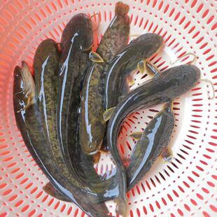 本地土鲶鱼苗水产养殖鱼塘水库路亚两须大口鲶苗好养耐活包邮包活