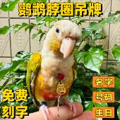 牡丹玄凤鹦鹉脖套脚链脚环小太阳和尚外出遛鸟不锈钢链子脖圈刻字