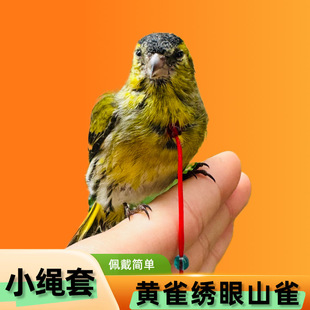 小型鸟绣眼脖套黄雀颠颏栓鸟绳杂鸟栓鸟绳款鸟用细链子可定制长度