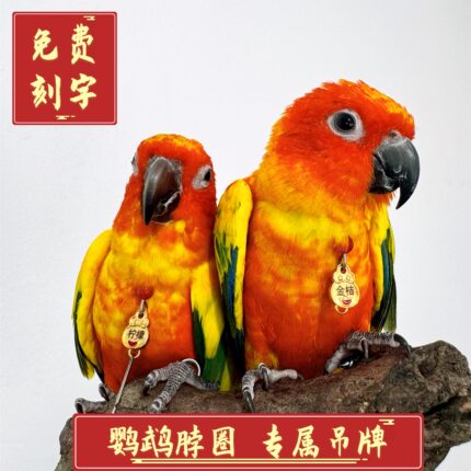 定制刻字脖圈玄凤金太阳和尚小太阳牡丹鹦鹉户外脚链脚环脖套链子