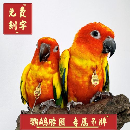 定制刻字脖圈玄凤金太阳和尚