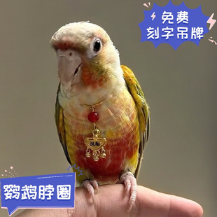 鹦鹉脖套玄风牡丹脖圈栓鸟链子户外遛鸟放飞小太项链平安锁刻字