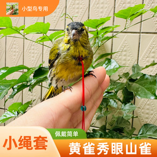 脖套黄雀颠颏脖套贝子栓黄雀黑子红山雀绣眼脖圈小型鸟鸟绳栓鸟绳