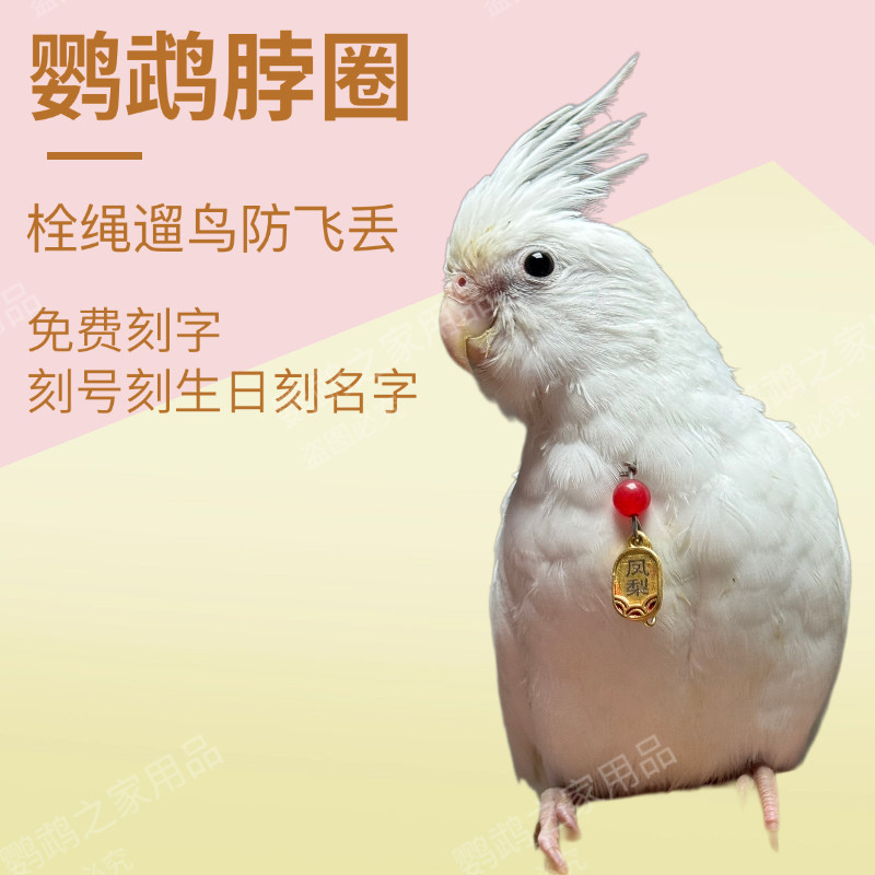 鹦鹉脖圈套虎皮牡丹大头玄风和尚