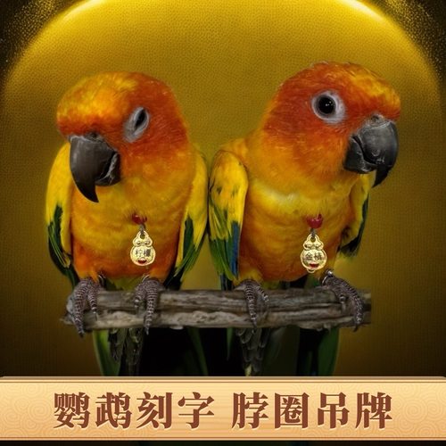定制鹦鹉脖圈脚链户外链子刻字