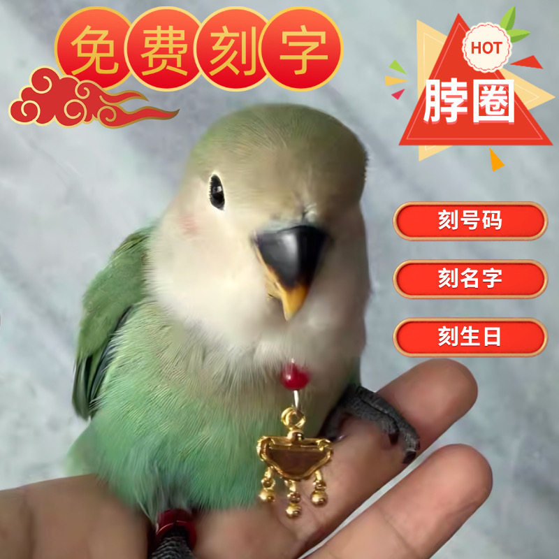 鹦鹉脖套定制刻字玄凤小太阳和尚金太阳脚环链子虎皮牡丹吸蜜脖圈