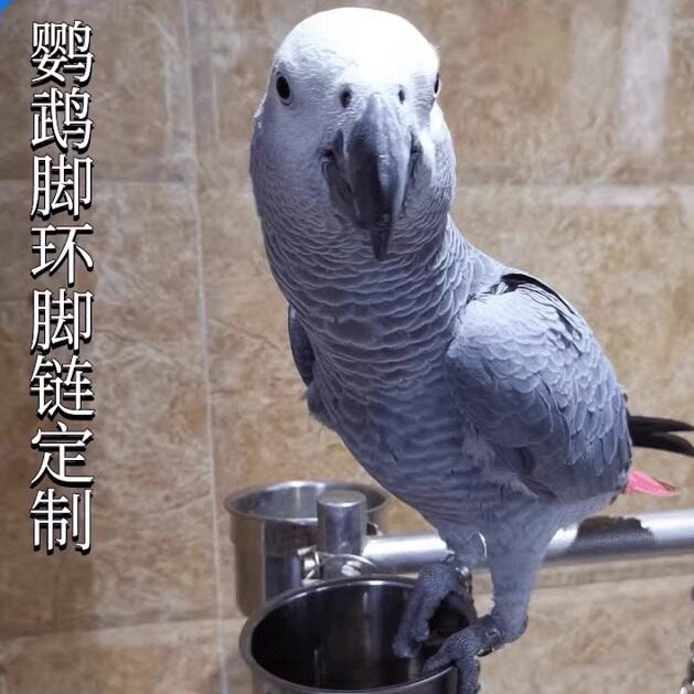 鹦鹉中大型脚环脚链不锈钢防脱环折中灰机站架链折衷站架链子