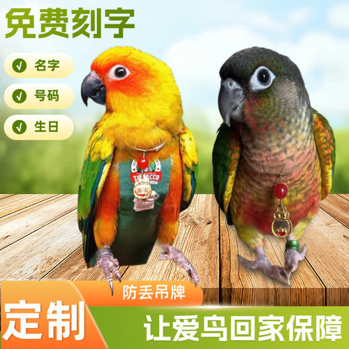 小太阳鹦鹉脖圈定制刻字项链玄凤和尚金太阳脖套栓鸟放飞遛鸟链子