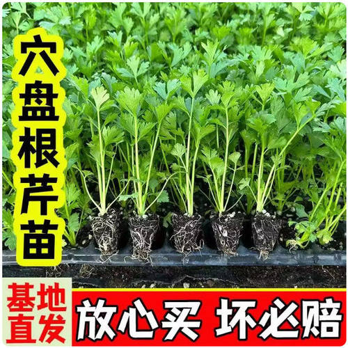 芹菜苗秧带土小香芹西芹红芹菜苗秧各种蔬菜秧苗本地根苗