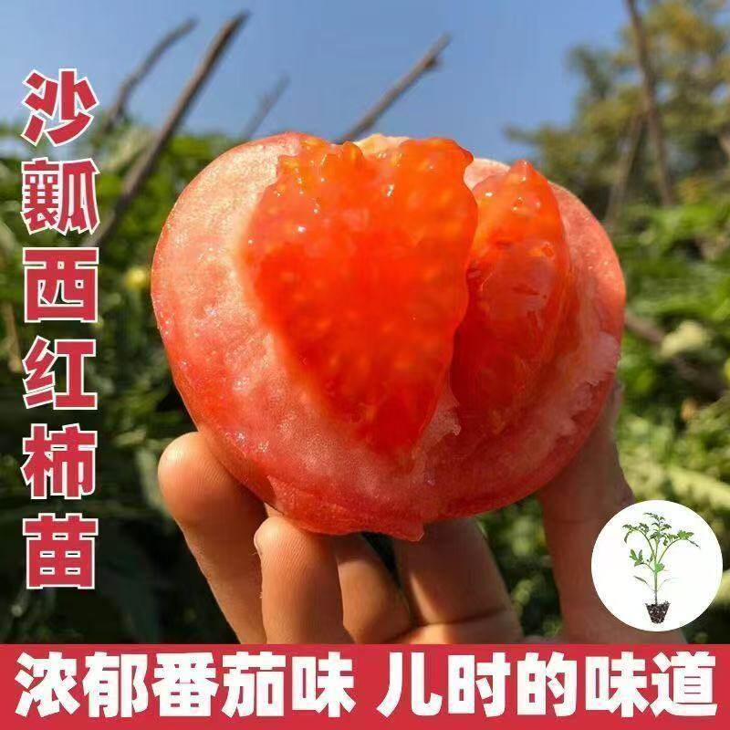 秋冬沙瓤西红柿苗大粉番茄苗洋柿蔬菜种子/种苗