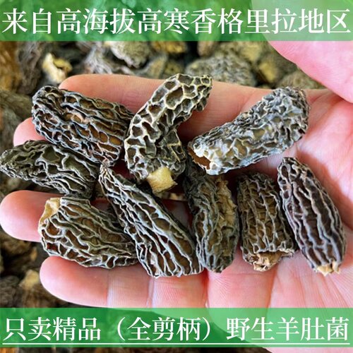2025年老赵精选头茬香格里拉野生羊肚菌干货菌菇云南特产山珍煲汤