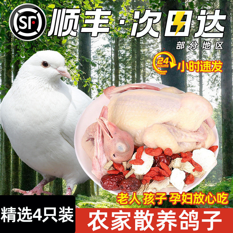 【大用】土鸽子新鲜现杀农家散养生鲜肉鲜活冷冻煲汤老鸽子,水产肉类/新鲜蔬果/熟食,乳鸽,淘宝优惠券,粉丝福利购,淘宝优惠卷