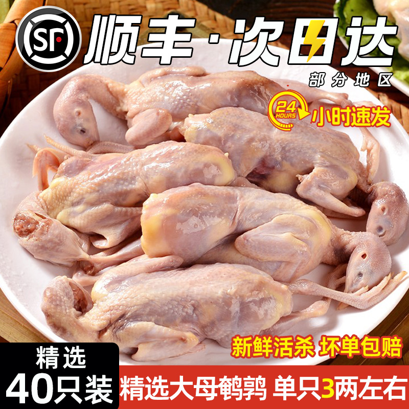 鹌鹑新鲜现杀特大农家散养40只