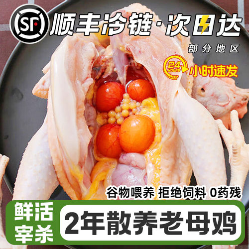 冷链包邮2年以上老母鸡鲜活宰杀