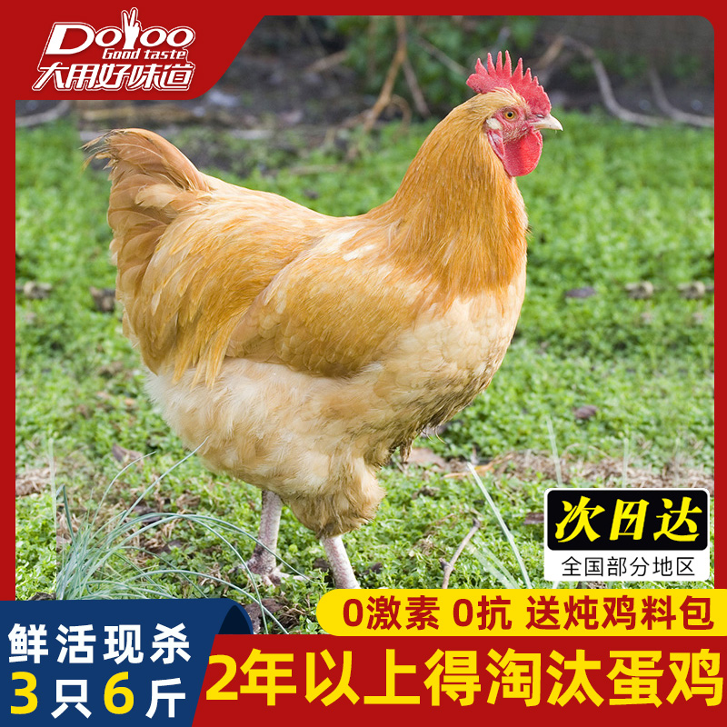 黄油老母鸡农家散养新鲜现杀土鸡