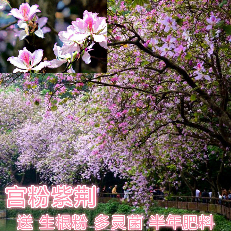 宫粉紫荆花树苗广东樱花紫色樱花苗庭院绿化苗别墅公园观赏风景树