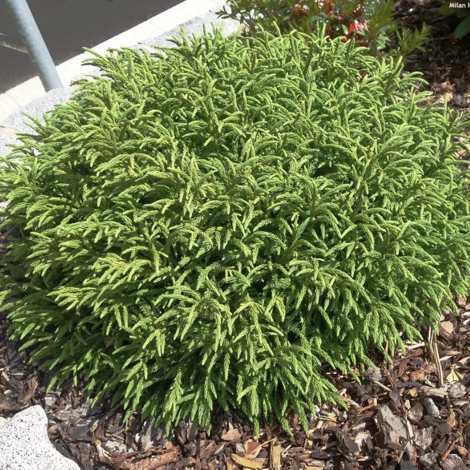 日本柳杉‘小冠军'进口新品多年生常绿耐热寒花园庭院阳台盆栽