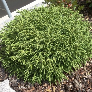 日本柳杉‘小冠军'进口新品多年生常绿耐热寒花园庭院阳台盆栽