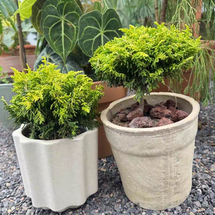 针叶树  金色朵云 新品多年生耐热寒花园庭院小众植物室内外可种