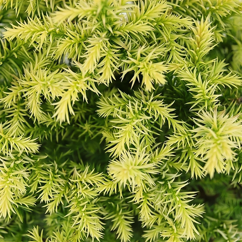 日本柳杉 金叶维尔莫林 多年生常绿植物 耐热耐寒 阳台花园庭院