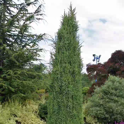 欧洲刺柏 希伯尼卡 进口新品多年生耐热寒花园庭院阳台盆栽好养