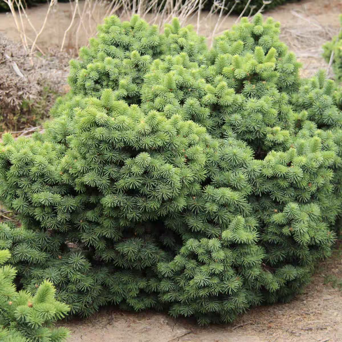 蓝粉云杉‘切萨里尼夫人'进口多年生常绿耐热寒花园庭院阳台盆栽