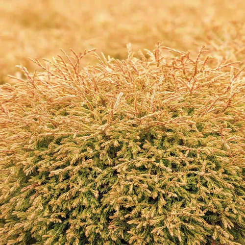 北美香柏‘金垫’进口新品多年生常绿耐热寒花园庭院阳台盆栽好养