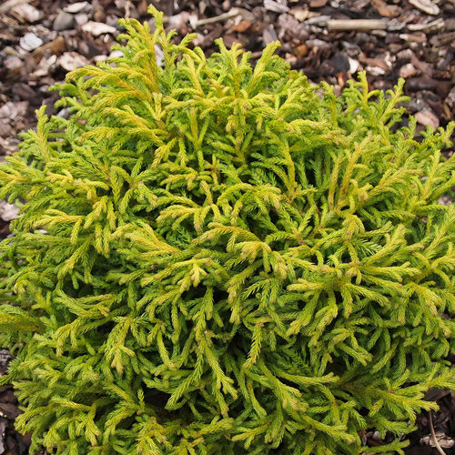 日本柳杉 海德 多年生常绿植物 耐热耐寒 阳台花园庭院好养护