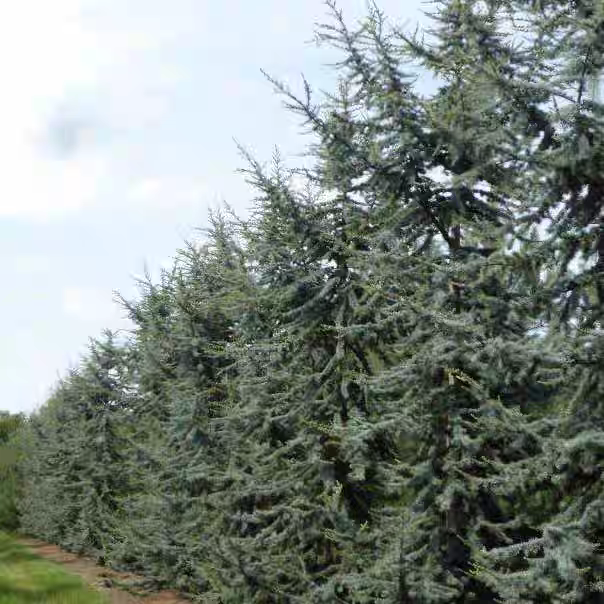 黎巴嫩雪松 蓝灰 多年生进口新品 耐热寒阳台花园庭院盆栽好养护