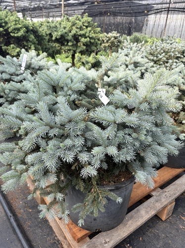 蓝粉云杉'维克托'多年生常绿植物 耐热耐寒 阳台花园庭院好养护